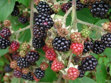 Children in the Isle of Man used to be told not to pick and eat blackberries after 1st October as the 'Devil' was supposed to have touched them with his 'club'.