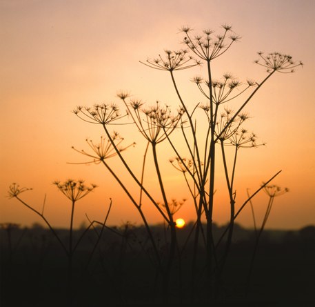 'Vervain and Dill hinder witches of their will' (English tradition quoted by early folklorist John Aubrey, 1721)