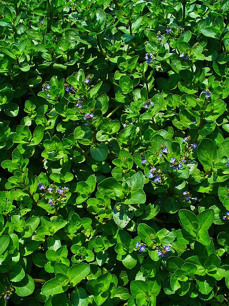 Brooklime and watercress appear as if by magic from pools and streams in the springtime