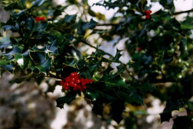 Holly (Ilex aquifolium) - In Gaelic, the name is Cuillean (Manx: Hollin). Its piercing spines and shiny evergreen leaves made it a tree associated with the Otherworld. 'Bir' in Old Irish means a 'sharp point' or 'spear' (eDiL)
