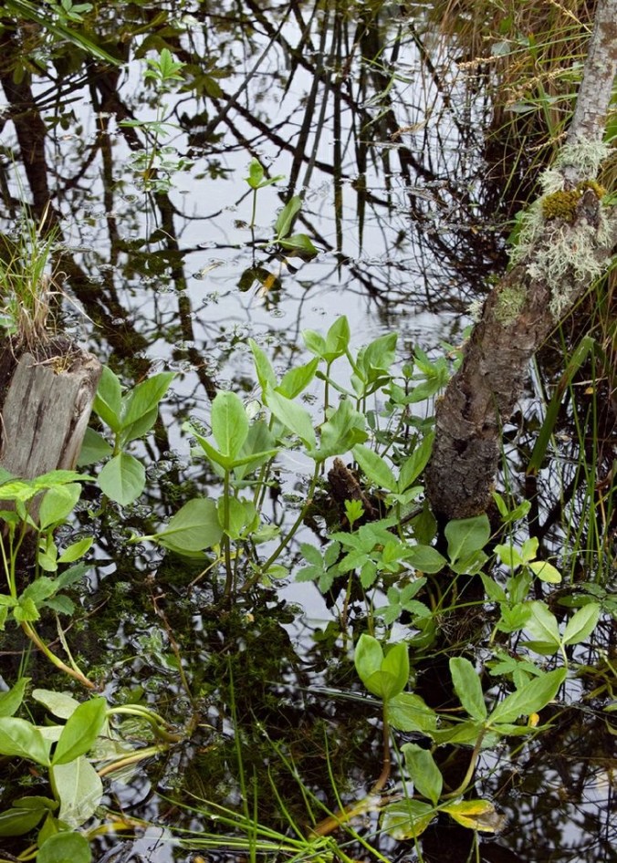 Menyanthes Trifoliata emerging from Curragh pool in springtime