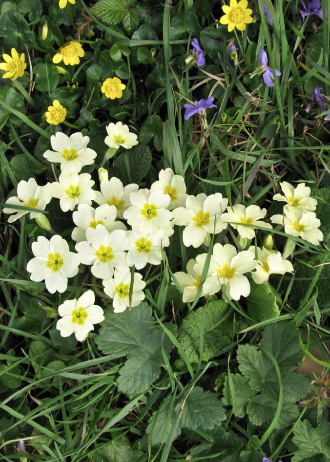 Primrose_IMG_1803_2009_04 copy (1)