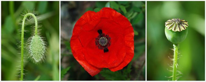 The poppy has represented rebirth since ancient times. 